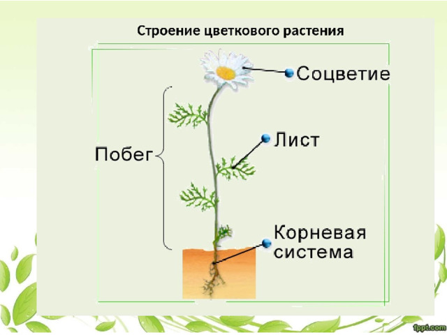 Строение растения биология 6 класс. Однолетние цветковые растения строение. Строение цветковых растений. Строение ромашки аптечной схема. Строение цветковых растений схема.