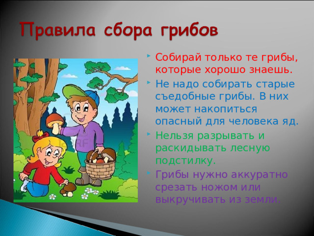 Собирай только те грибы, которые хорошо знаешь. Не надо собирать старые съедобные грибы. В них может накопиться опасный для человека яд. Нельзя разрывать и раскидывать лесную подстилку. Грибы нужно аккуратно срезать ножом или выкручивать из земли. 