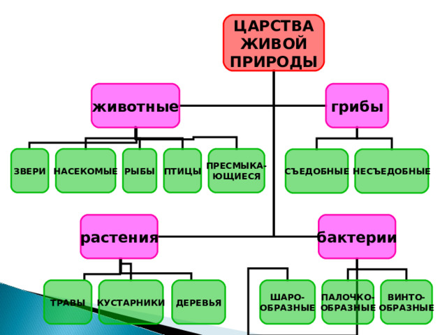 ЦАРСТВА ЖИВОЙ ПРИРОДЫ животные грибы РЫБЫ ПТИЦЫ ПРЕСМЫКА- ЮЩИЕСЯ НАСЕКОМЫЕ ЗВЕРИ НЕСЪЕДОБНЫЕ СЪЕДОБНЫЕ бактерии растения ТРАВЫ КУСТАРНИКИ ДЕРЕВЬЯ ШАРО- ОБРАЗНЫЕ ПАЛОЧКО- ОБРАЗНЫЕ ВИНТО- ОБРАЗНЫЕ 