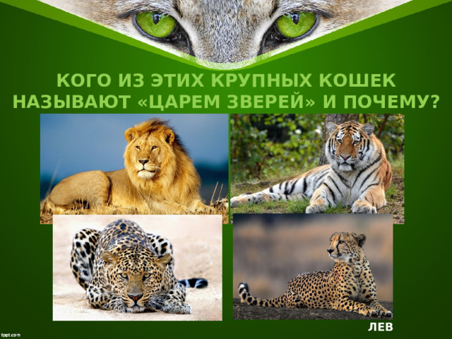 КОГО ИЗ ЭТИХ КРУПНЫХ КОШЕК НАЗЫВАЮТ «ЦАРЕМ ЗВЕРЕЙ» И ПОЧЕМУ? ЛЕВ 