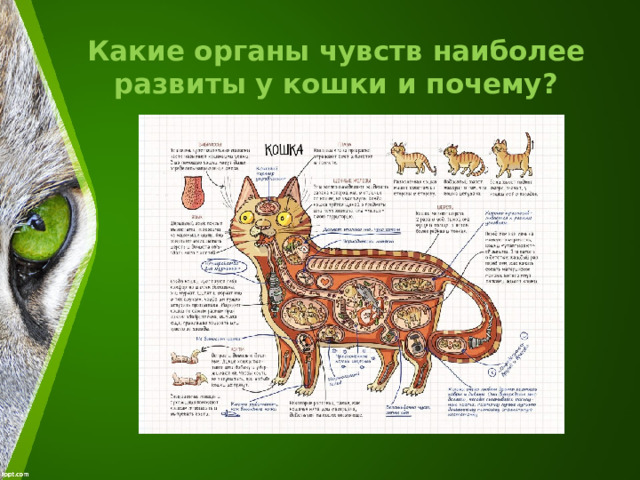 Какие органы чувств наиболее развиты у кошки и почему? 