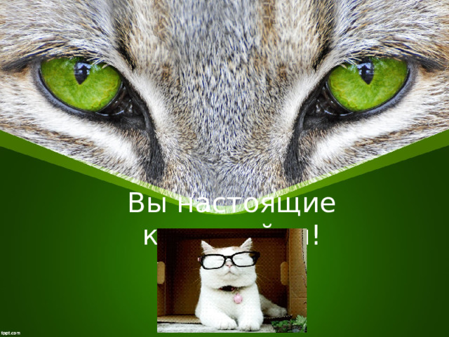 Вы настоящие котознайки! 