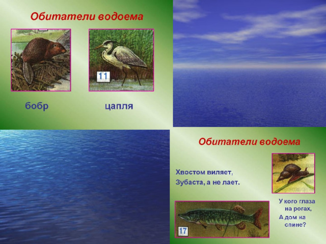 Обитатели водоемов для дошкольников презентация