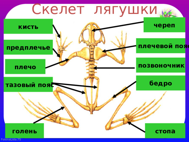 Выберите три верно обозначенные подписи к рисунку на котором изображено строение скелета руки