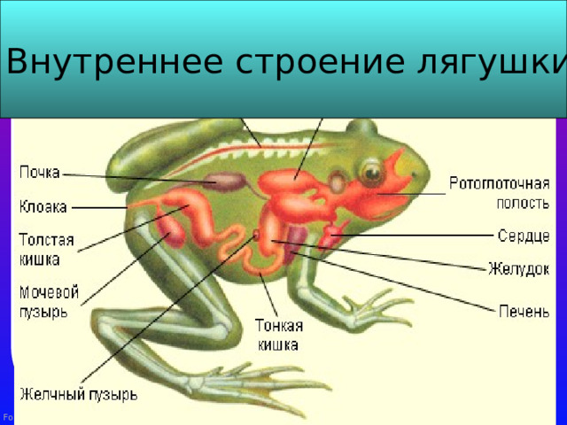 Черты внутреннего строения амфибий