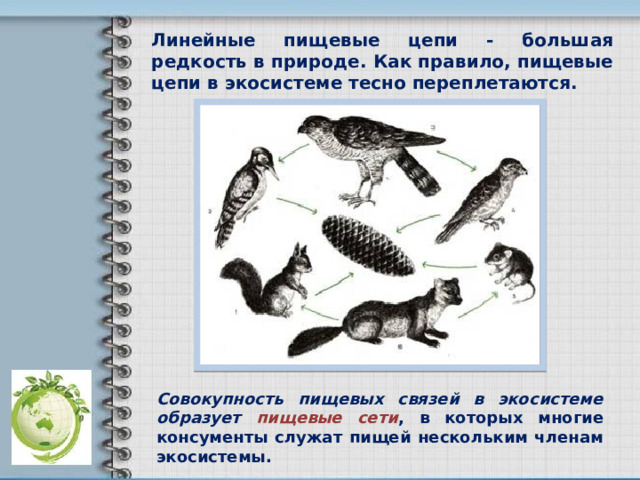 Линейные пищевые цепи - большая редкость в природе. Как правило, пищевые цепи в экосистеме тесно переплетаются. Совокупность пищевых связей в экосистеме образует пищевые сети , в которых многие консументы служат пищей нескольким членам экосистемы. 