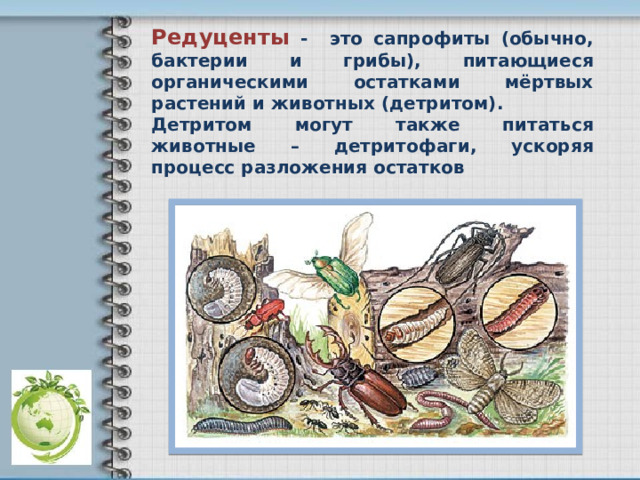 Редуценты - это сапрофиты (обычно, бактерии и грибы), питающиеся органическими остатками мёртвых растений и животных (детритом). Детритом могут также питаться животные – детритофаги, ускоряя процесс разложения остатков 