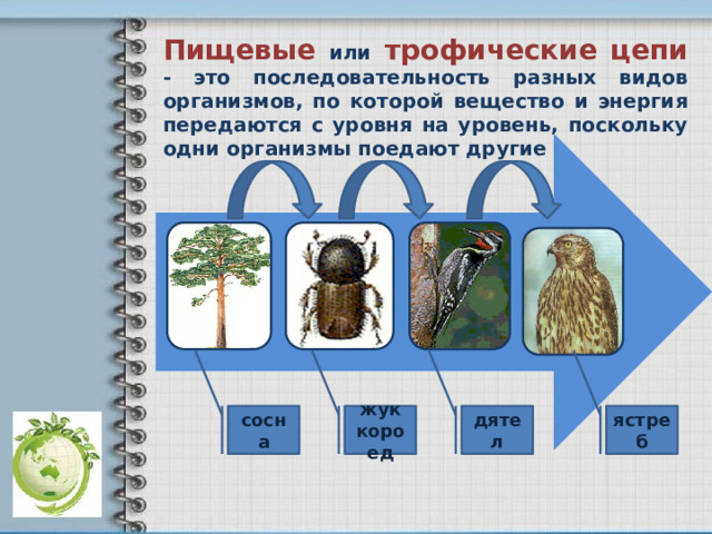 Пищевые  или  трофические цепи  - это последовательность разных видов организмов, по которой вещество и энергия передаются с уровня на уровень, поскольку одни организмы поедают другие сосна жук дятел ястреб короед 