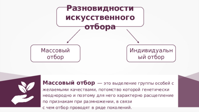 Разновидности искусственного отбора Индивидуальный отбор Массовый  отбор Массовый отбор — это выделение группы особей с желаемыми качествами, потомство которой генетически неоднородно и поэтому для него характерно расщепление по признакам при размножении, в связи с чем отбор проводят в ряде поколений. 