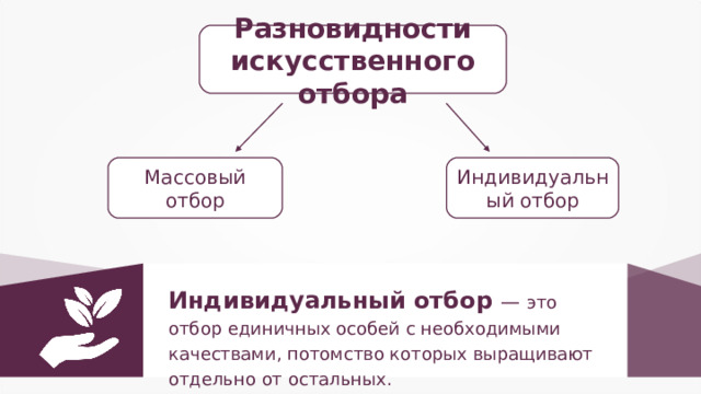 Разновидности искусственного отбора Индивидуальный отбор Массовый  отбор Индивидуальный отбор — это отбор единичных особей с необходимыми качествами, потомство которых выращивают отдельно от остальных. 