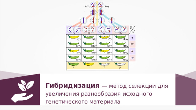 Селекция подготовка к егэ по биологии презентация