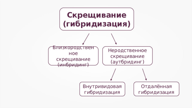 Скрещивание (гибридизация) Неродственное скрещивание (аутбридинг) Близкородственное скрещивание (инбридинг) Отдалённая гибридизация Внутривидовая гибридизация 