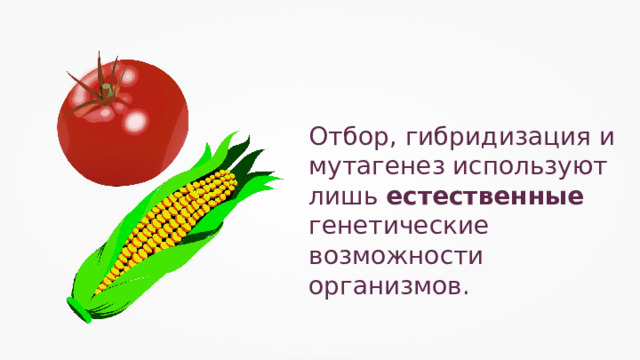 Отбор, гибридизация и мутагенез используют лишь естественные генетические возможности организмов. 