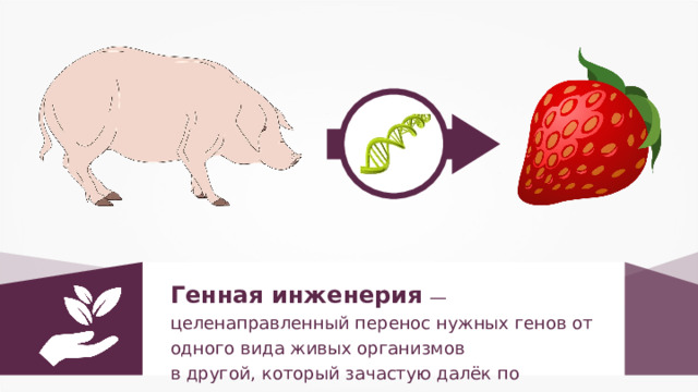 Генная инженерия  — целенаправленный перенос нужных генов от одного вида живых организмов в другой, который зачастую далёк по происхождению. 