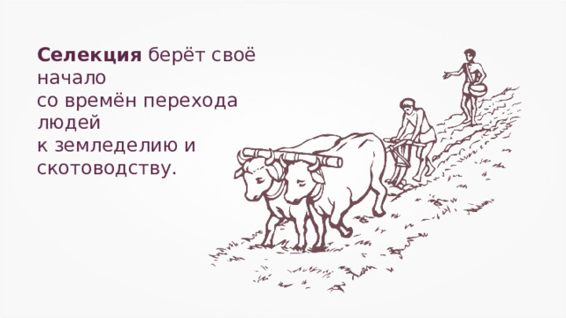 Селекция берёт своё начало со времён перехода людей к земледелию и скотоводству. 