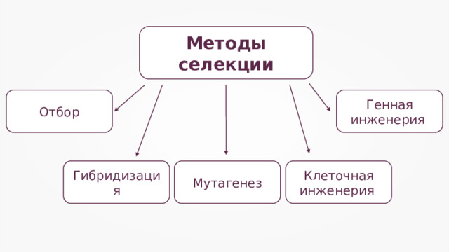 Методы селекции Отбор Генная инженерия Клеточная инженерия Гибридизация Мутагенез 