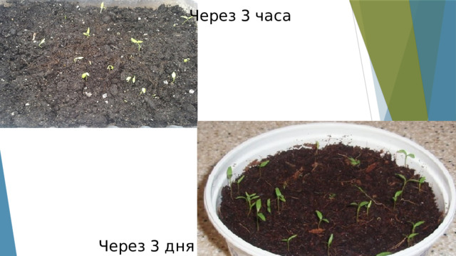 Через 3 часа Через 3 дня 