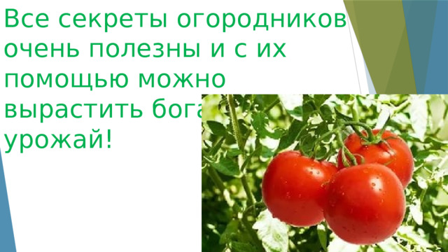 Все секреты огородников очень полезны и с их помощью можно вырастить богатый урожай!  