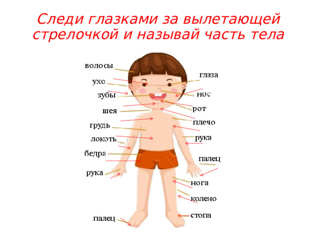 Следи глазками за вылетающей стрелочкой и называй часть тела 