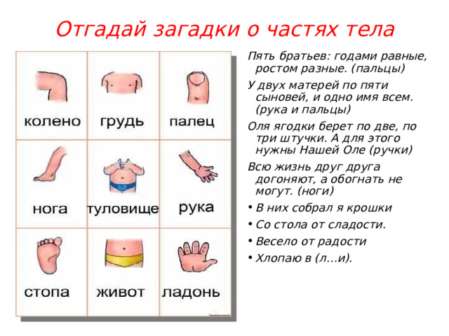 Отгадай загадки о частях тела Пять братьев: годами равные, ростом разные. (пальцы) У двух матерей по пяти сыновей, и одно имя всем.  (рука и пальцы) Оля ягодки берет по две, по три штучки. А для этого нужны Нашей Оле (ручки) Всю жизнь друг друга догоняют, а обогнать не могут. (ноги) В них собрал я крошки Со стола от сладости. Весело от радости  Хлопаю в (л…и). 