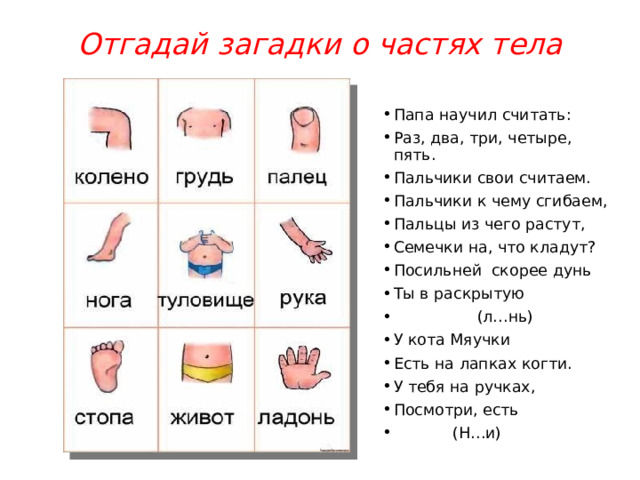 Отгадай загадки о частях тела Папа научил считать: Раз, два, три, четыре, пять. Пальчики свои считаем. Пальчики к чему сгибаем, Пальцы из чего растут, Семечки на, что кладут? Посильней  скорее дунь Ты в раскрытую                    (л…нь) У кота Мяучки Есть на лапках когти. У тебя на ручках, Посмотри, есть             (Н…и) 