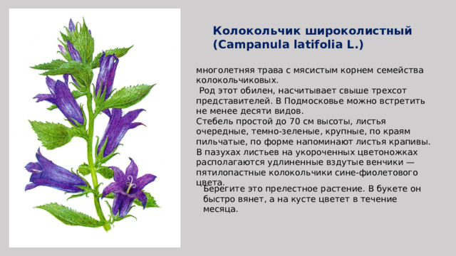 Колокольчик широколистный (Campanula latifolia L.) многолетняя трава с мясистым корнем семейства колокольчиковых.  Род этот обилен, насчитывает свыше трехсот представителей. В Подмосковье можно встретить не менее десяти видов. Стебель простой до 70 см высоты, листья очередные, темно-зеленые, крупные, по краям пильчатые, по форме напоминают листья крапивы. В пазухах листьев на укороченных цветоножках располагаются удлиненные вздутые венчики — пятилопастные колокольчики сине-фиолетового цвета. Берегите это прелестное растение. В букете он быстро вянет, а на кусте цветет в течение месяца. 