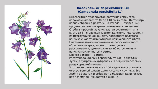 Колокольчик персиколистный  (Campanula persicifolia L.) многолетнее травянистое растение семейства колокольчиковых от 30 до 110 см высоты. Листья при корне собраны в розетку, на стебле — очередные, продолговатые, по краям пильчатые, с черешком. Стебель простой, заканчивается соцветием типа кисть из 3—6 цветков. Цветок колокольчика состоит из пятизубой чашечки, пятилопастного вздутого венчика с короткими зубцами нежно-синего цвета. Цветочные почки колокольчика персиколистного обращены кверху, но как только цветки раскрываются, цветоножки загибаются книзу и венчики наклоняются к земле. Цветет в июне — в июле. Растет колокольчик персиколистный на светлых лугах, в сумрачных дубравах и в редких березовых рощах средней полосы. Этот колокольчик из всех 150 видов колокольчиков отечественной флоры один из самых крупных. Его любят в букетах и собирают в большом количестве, вот почему он нуждается в охране. 