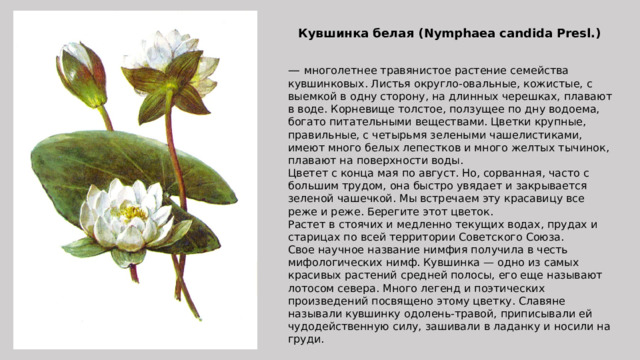 Кувшинка белая (Nymphaea candida Presl.) — многолетнее травянистое растение семейства кувшинковых. Листья округло-овальные, кожистые, с выемкой в одну сторону, на длинных черешках, плавают в воде. Корневище толстое, ползущее по дну водоема, богато питательными веществами. Цветки крупные, правильные, с четырьмя зелеными чашелистиками, имеют много белых лепестков и много желтых тычинок, плавают на поверхности воды. Цветет с конца мая по август. Но, сорванная, часто с большим трудом, она быстро увядает и закрывается зеленой чашечкой. Мы встречаем эту красавицу все реже и реже. Берегите этот цветок. Растет в стоячих и медленно текущих водах, прудах и старицах по всей территории Советского Союза. Свое научное название нимфия получила в честь мифологических нимф. Кувшинка — одно из самых красивых растений средней полосы, его еще называют лотосом севера. Много легенд и поэтических произведений посвящено этому цветку. Славяне называли кувшинку одолень-травой, приписывали ей чудодейственную силу, зашивали в ладанку и носили на груди. 