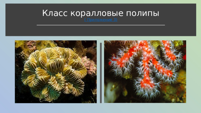 Класс коралловые полипы  ( Приложение 3) 