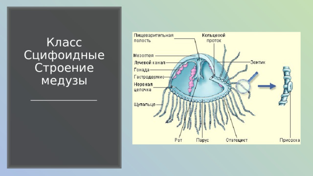 Класс Сцифоидные  Строение медузы 