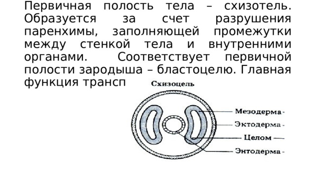 Первичная полость круглых червей. Первичная полость круглых червей. Круглые черви полость. Первичная полость тела у круглых червей. Круглые черви паразиты человека.