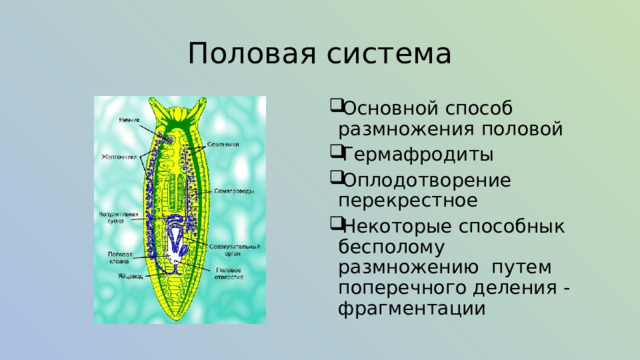 Половая система Основной способ размножения половой Гермафродиты Оплодотворение перекрестное Некоторые способнык бесполому размножению путем поперечного деления - фрагментации 