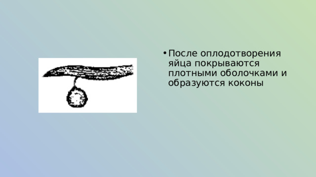 После оплодотворения яйца покрываются плотными оболочками и образуются коконы 