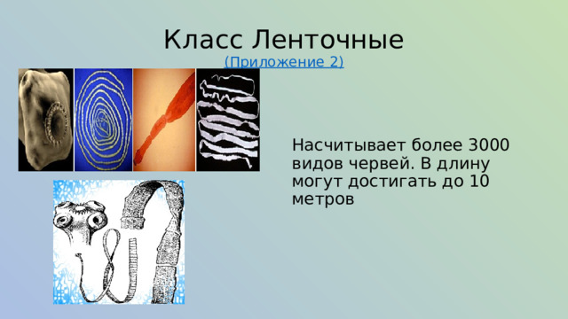 Класс Ленточные  (Приложение 2) Насчитывает более 3000 видов червей. В длину могут достигать до 10 метров 