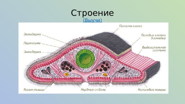 Строение  (Выучи) 