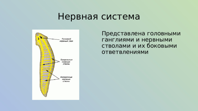 Нервная система Представлена головными ганглиями и нервными стволами и их боковыми ответвлениями 