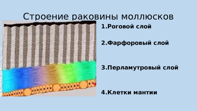 Строение раковины брюхоногих моллюсков. Образ жизни и внешнее строение строение моллюски. Строение раковины моллюсков 3 слоя. Раковина моллюсков состоит строение. Строение раковины моллюсков.