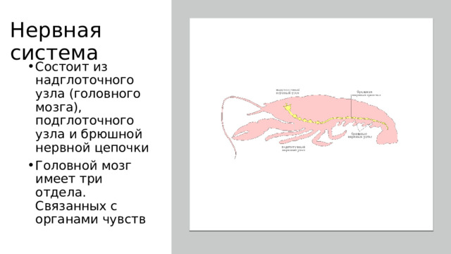 Нервная система Состоит из надглоточного узла (головного мозга), подглоточного узла и брюшной нервной цепочки Головной мозг имеет три отдела. Связанных с органами чувств 