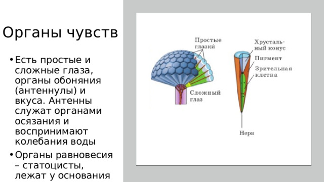 Органы чувств Есть простые и сложные глаза, органы обоняния (антеннулы) и вкуса. Антенны служат органами осязания и воспринимают колебания воды Органы равновесия – статоцисты, лежат у основания антенн 