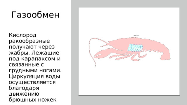 Газообмен Кислород ракообразные получают через жабры. Лежащие под карапаксом и связанные с грудными ногами. Циркуляция воды осуществляется благодаря движению брюшных ножек 