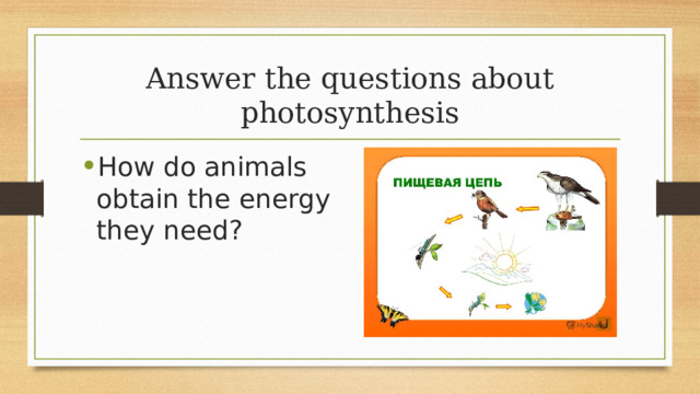 Answer the questions about photosynthesis How do animals obtain the energy they need? 