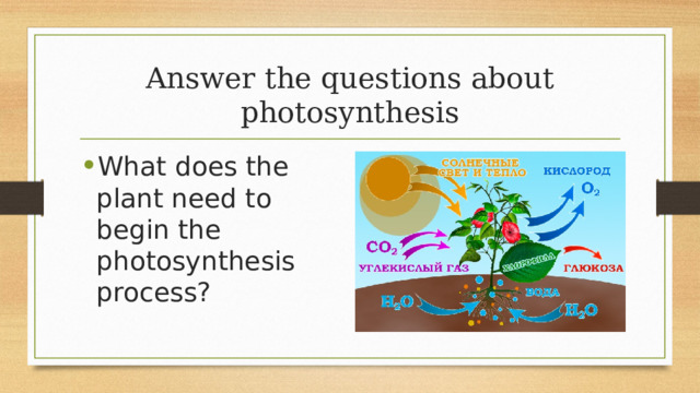 Answer the questions about photosynthesis What does the plant need to begin the photosynthesis process? 