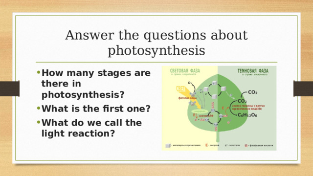 Answer the questions about photosynthesis How many stages are there in photosynthesis? What is the first one? What do we call the light reaction? 
