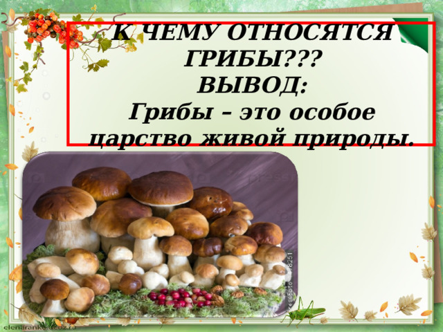 К ЧЕМУ ОТНОСЯТСЯ ГРИБЫ???  ВЫВОД:  Грибы – это особое царство живой природы. 