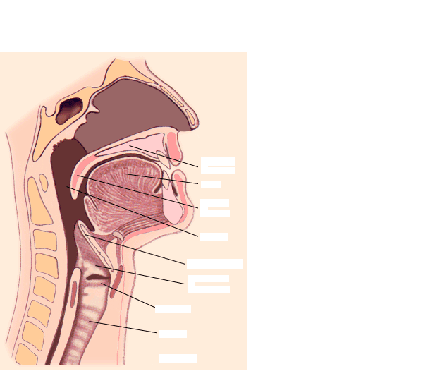 Структура горла человека фото