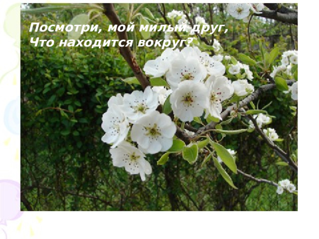 Посмотри, мой милый друг, Что находится вокруг? 