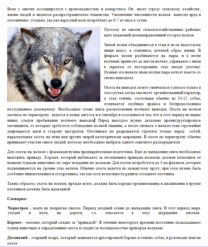 Волки читать краткое. Характеристика волка. Статья про волка. Волк краткое описание. Доклад про волка.