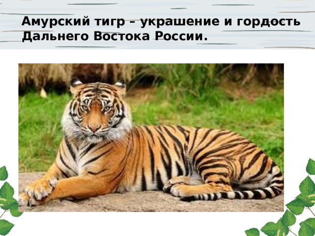 Амурский тигр – украшение и гордость Дальнего Востока России. 