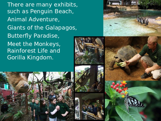 There are many exhibits, such as Penguin Beach, Animal Adventure, Giants of the Galapagos, Butterfly Paradise, Meet the Monkeys, Rainforest Life and Gorilla Kingdom. 