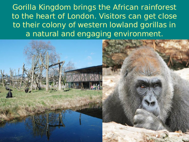 Gorilla Kingdom brings the African rainforest to the heart of London. Visitors can get close to their colony of western lowland gorillas in a natural and engaging environment. 